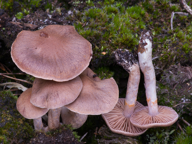 Cortinarius anomalellus